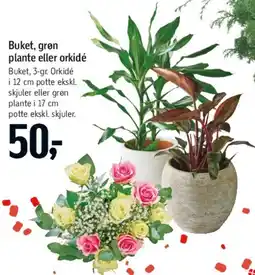 Føtex Buket, grøn plante eller orkidé tilbud