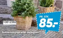 Bilka Sukkertopgran eller søjlegran tilbud