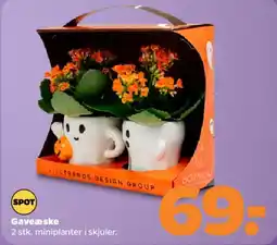 Netto Gaveæske med miniplanter i skjuler tilbud