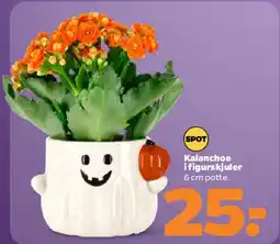 Netto Kalanchoe i figurskjuler tilbud