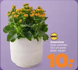 Netto Kalanchoe (flere varianter) tilbud
