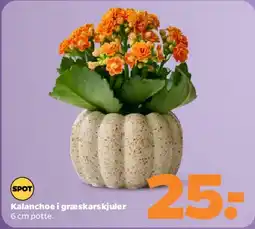 Netto Kalanchoe i græskarskjuler tilbud