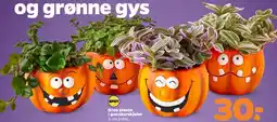 Netto Grøn plante i græskarskuler tilbud