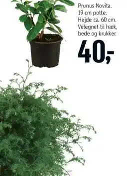 Føtex Fyrfads- eller kronelys tilbud