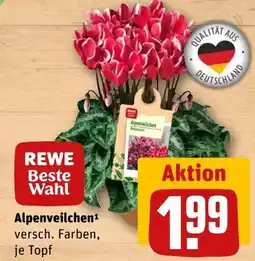 REWE DE REWE Beste Wahl Alpenveilchen tilbud