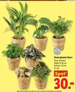 Lidl Grøn plante i kurv tilbud