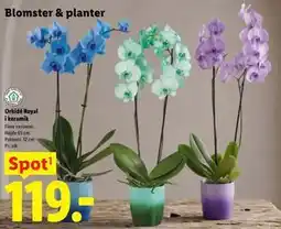 Lidl Orkidé Royal i keramik tilbud