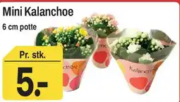 ABC Lavpris Mini Kalanchoe tilbud