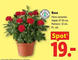 Lidl Rose tilbud