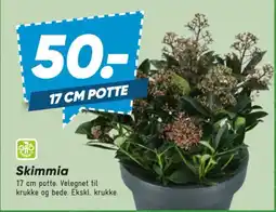 Bilka Skimmia tilbud