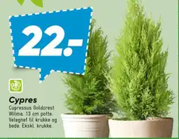 Bilka Cypres tilbud