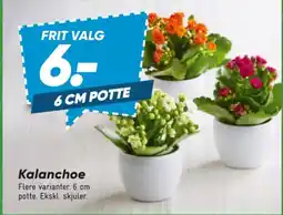 Bilka Kalanchoe tilbud