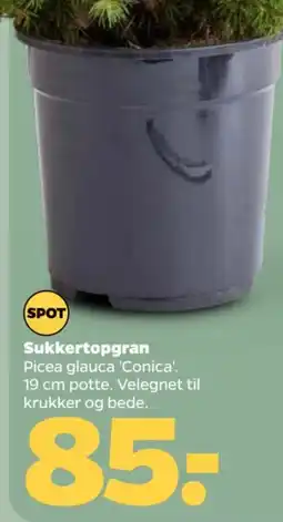 Netto Spot Sukkertopgran tilbud