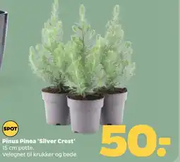 Netto Pinus Pinea 'Silver Crest' tilbud