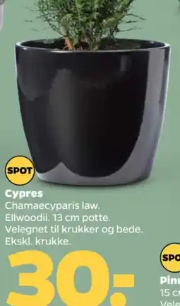 Netto Spot Cypres tilbud