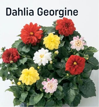 Dahlia Georgine