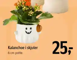 Føtex Kalanchoe i skjuler tilbud