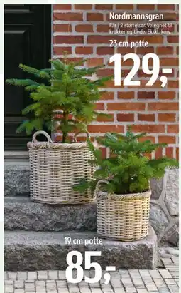 Føtex Nordmannsgran tilbud