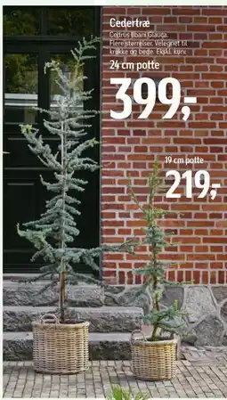 Føtex Cedertræ tilbud