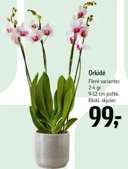 Føtex Orkidé tilbud