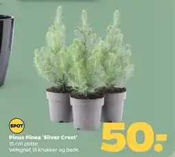 Netto Pinus Pinea 'Silver Crest' tilbud