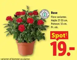 Lidl Rose tilbud
