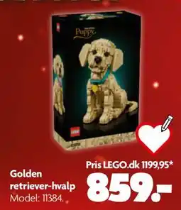 Fætter BR Golden retriever-hvalp tilbud