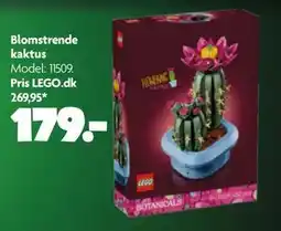 Fætter BR Blomstrende kaktus tilbud