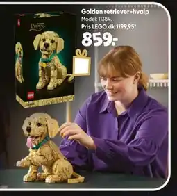 Bilka Golden retriever-hvalp tilbud