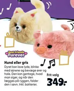 Bilka Hund eller gris tilbud