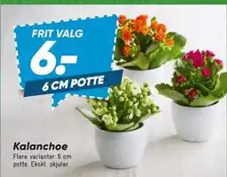 Bilka Kalanchoe tilbud