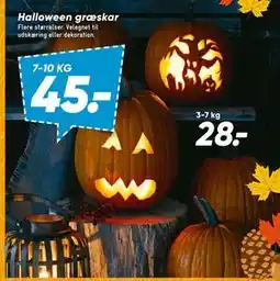 Bilka Halloween græskar tilbud