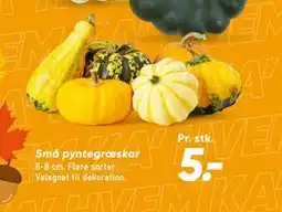 Bilka Små pyntegræskar tilbud