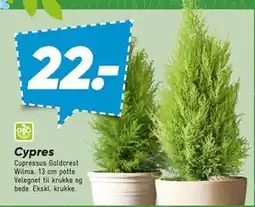 Bilka Cypres tilbud