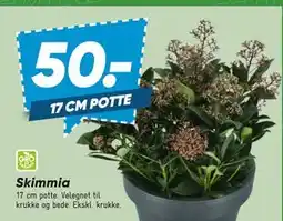 Bilka Skimmia tilbud