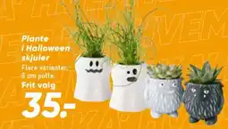 Bilka Plante i Halloween skjuler tilbud