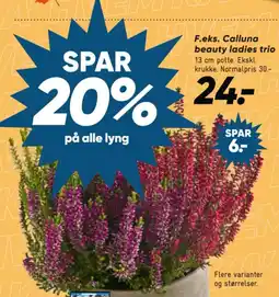 Bilka F.eks. Calluna beauty ladies trio tilbud