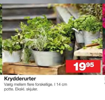 Bauhaus Krydderurter tilbud