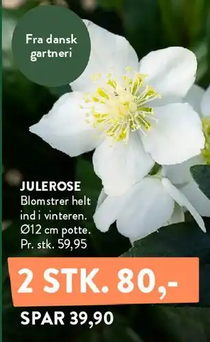 JULEROSE