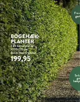 Plantorama BØGEHÆK PLANTER tilbud