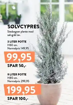 Plantorama SØLVCYPRES tilbud