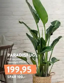 Plantorama PARADISFUGL tilbud