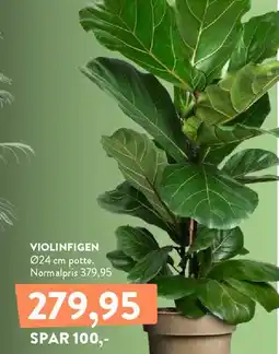 Plantorama VIOLINFIGEN tilbud