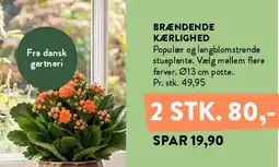 Plantorama BRÆNDENDE KÆRLIGHED tilbud