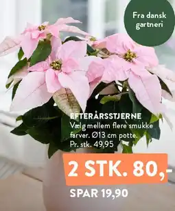 Plantorama EFTERÅRSSTJERNE tilbud