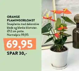 Plantorama ORANGE FLAMINGOBLOMST tilbud