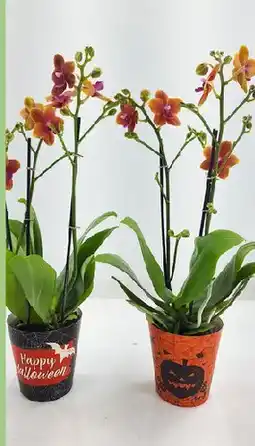 Plantorama HALLOWEEN ORKIDÉ MED DUFT tilbud
