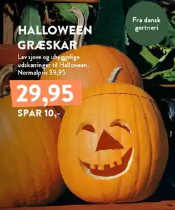 Plantorama HALLOWEEN GRÆSKAR tilbud