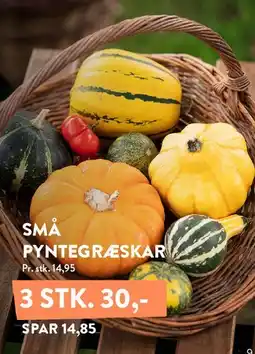 Plantorama SMÅ PYNTEGRÆSKAR tilbud