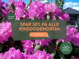 Plantorama SPAR 30% PÅ ALLE RHODODENDRON tilbud